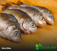 Ikan Mas